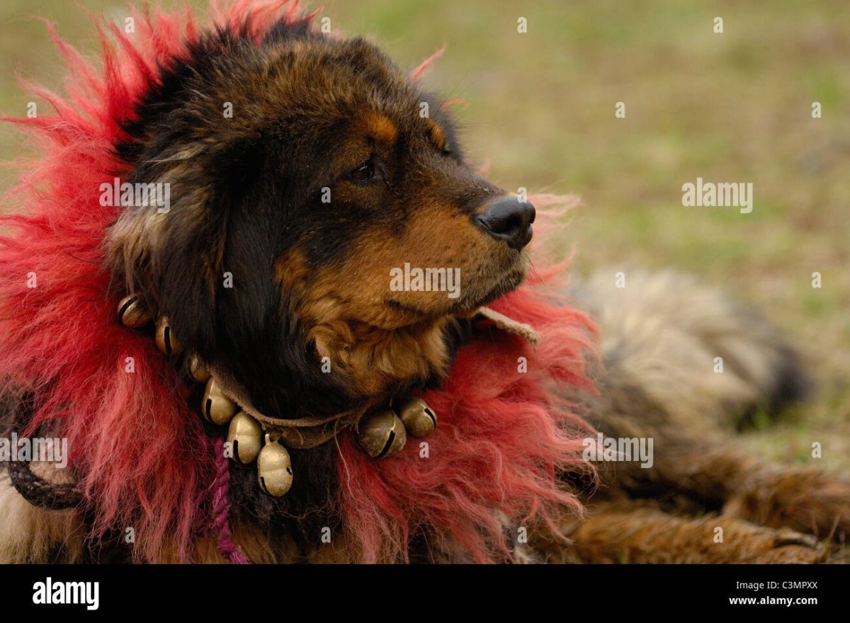 Непальский волк