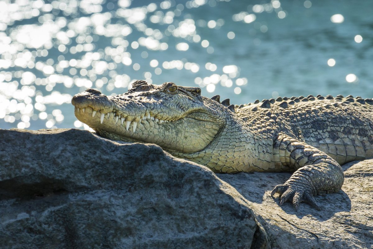 Самка гребнистого крокодила