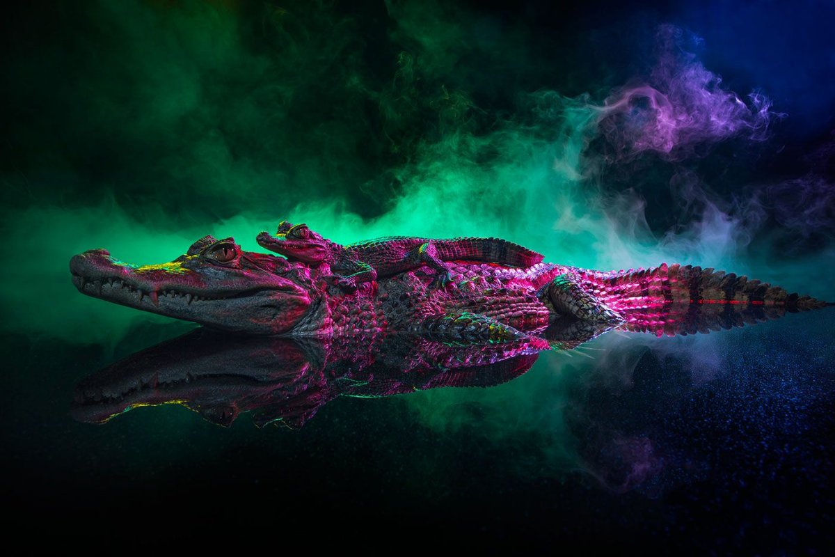 Крокодил арт