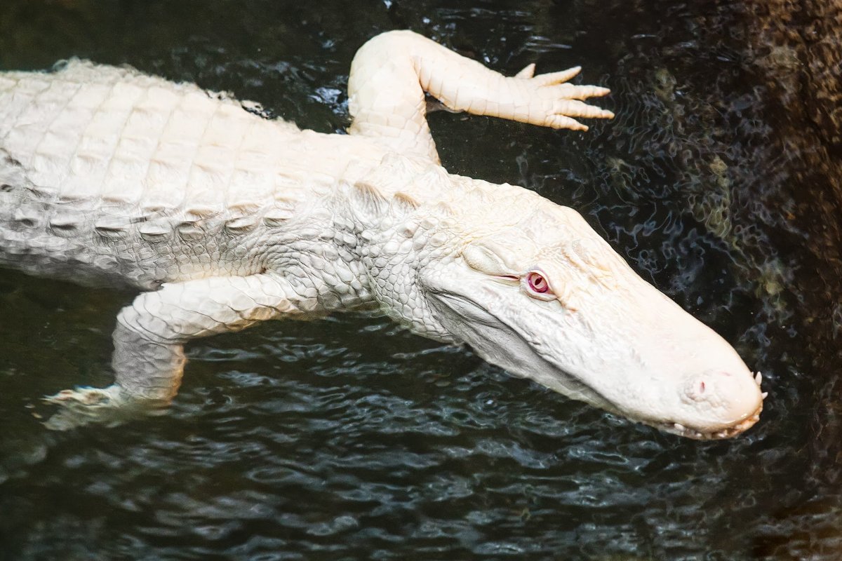 Крокодил альбинос альбинос