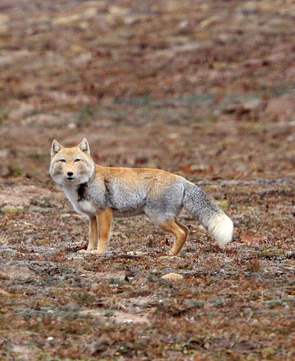 Волк настоящий натуральных настоящих ярких цветов
