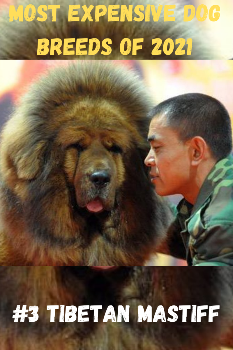 Тибетская лиса подозрительно