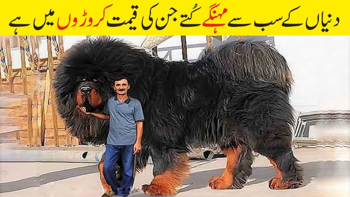 Сухопутная фауна Камчатки