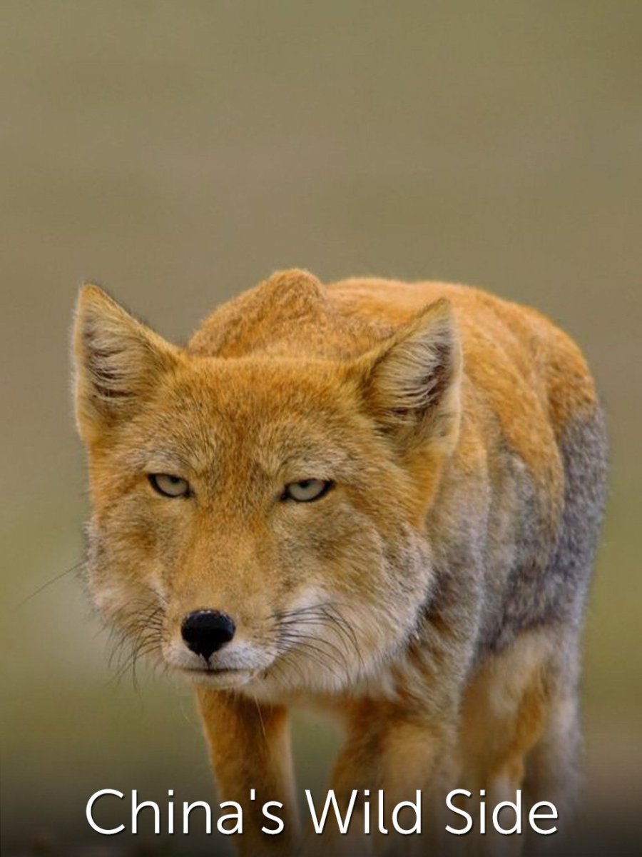 Вожак стаи Волков из сумерек