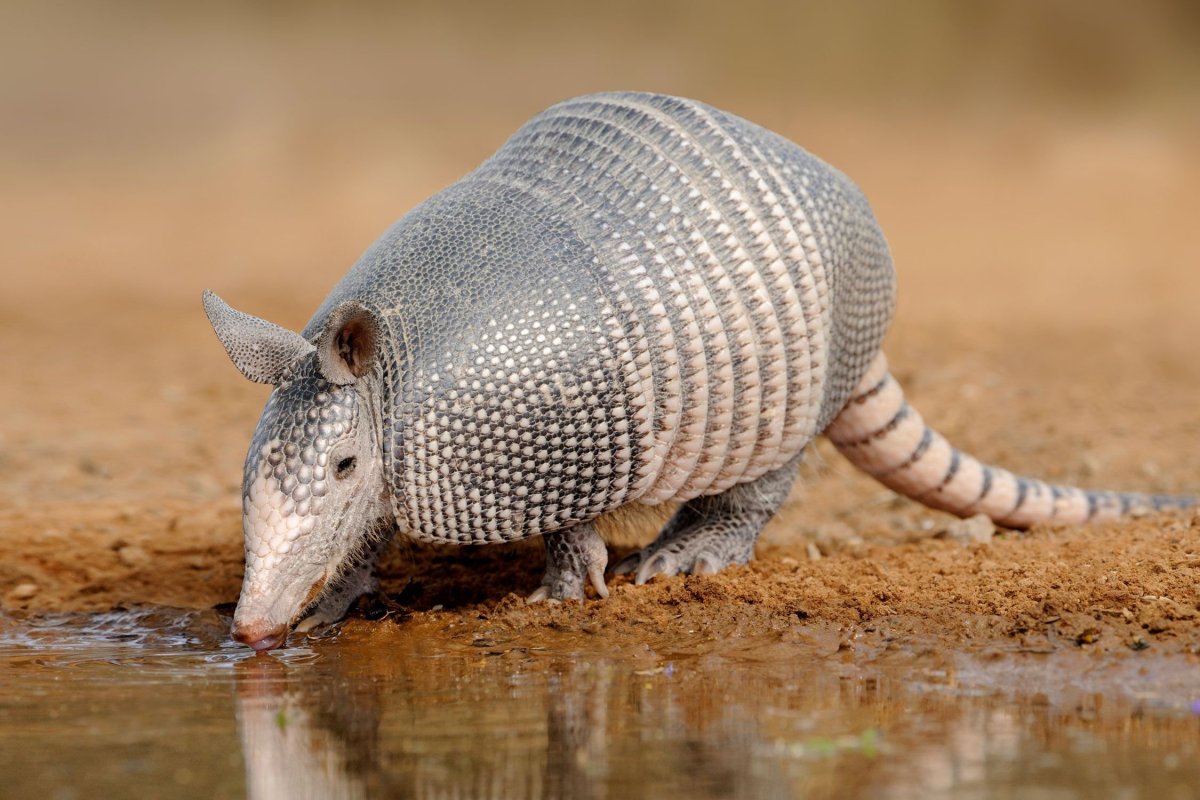 Армадилло броненосец