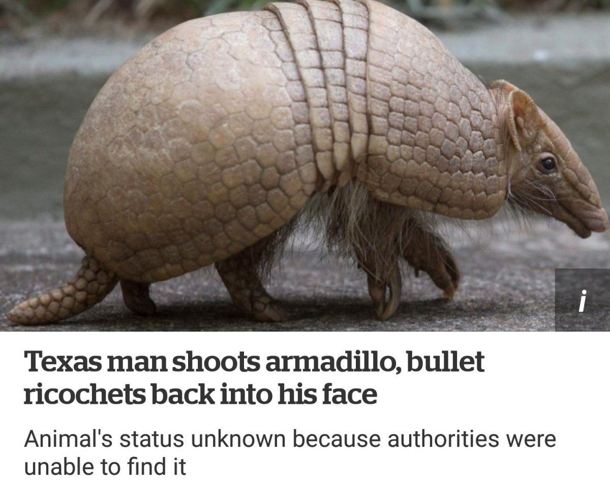 Панцирный мечехвост