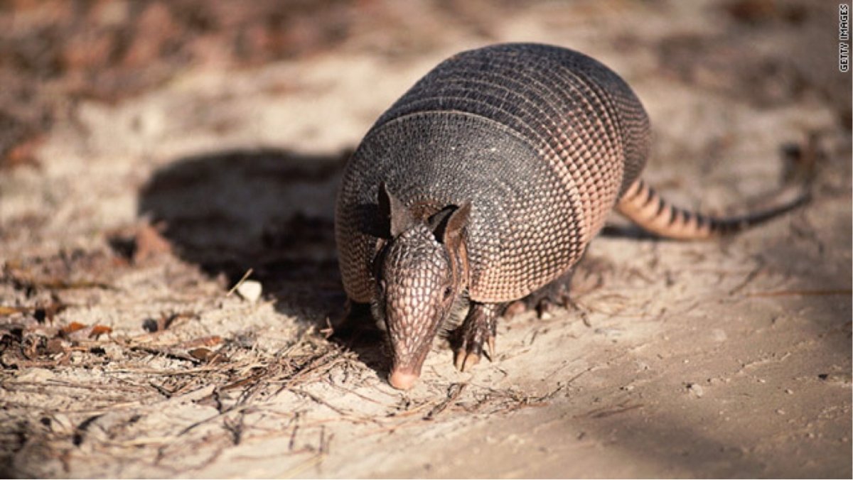 Армадилло броненосец