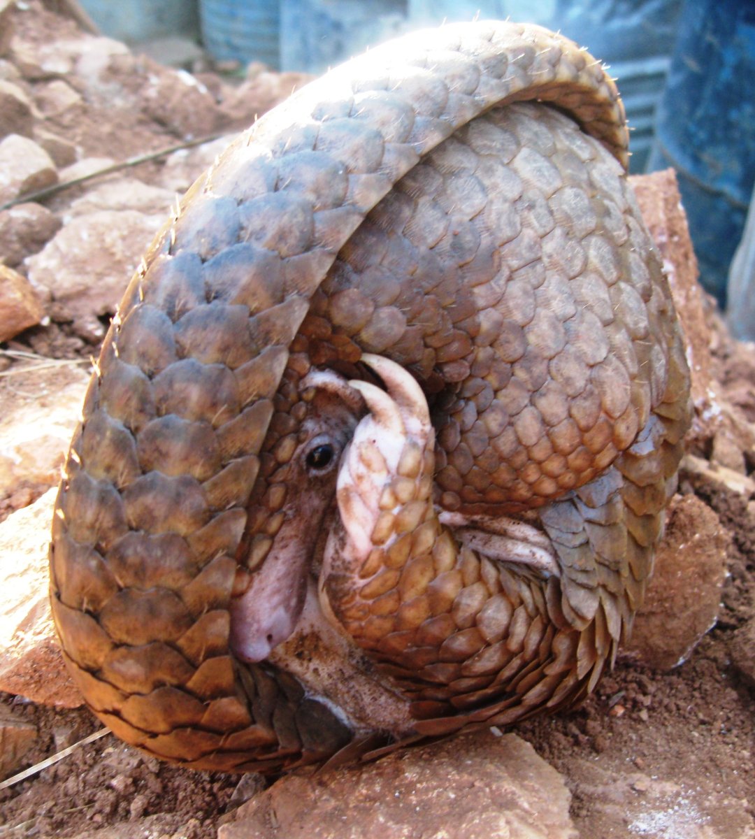 Грифовая черепаха