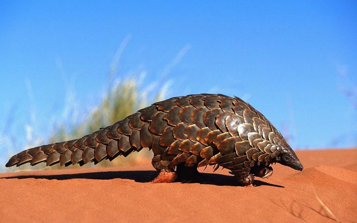 Голохвостый броненосец