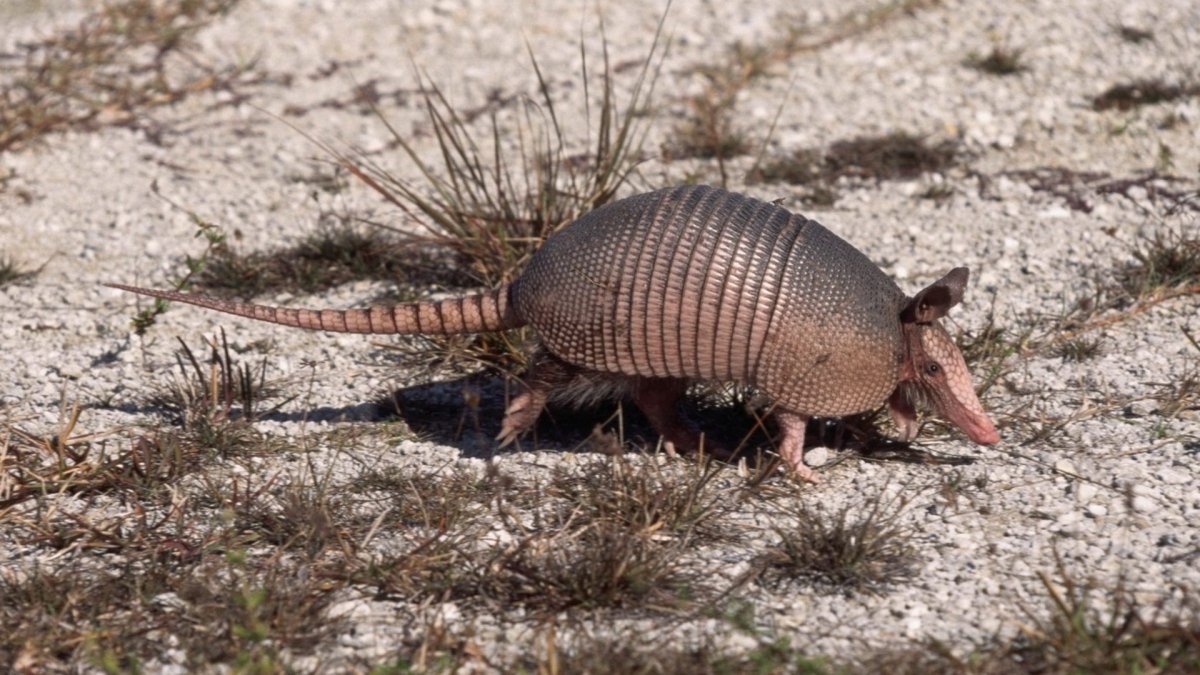 Броненосец Южной Америки