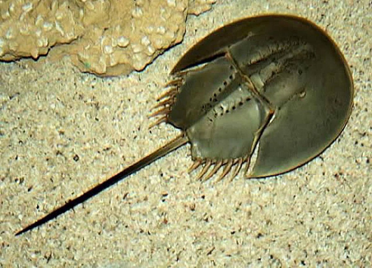 Панголин детеныш