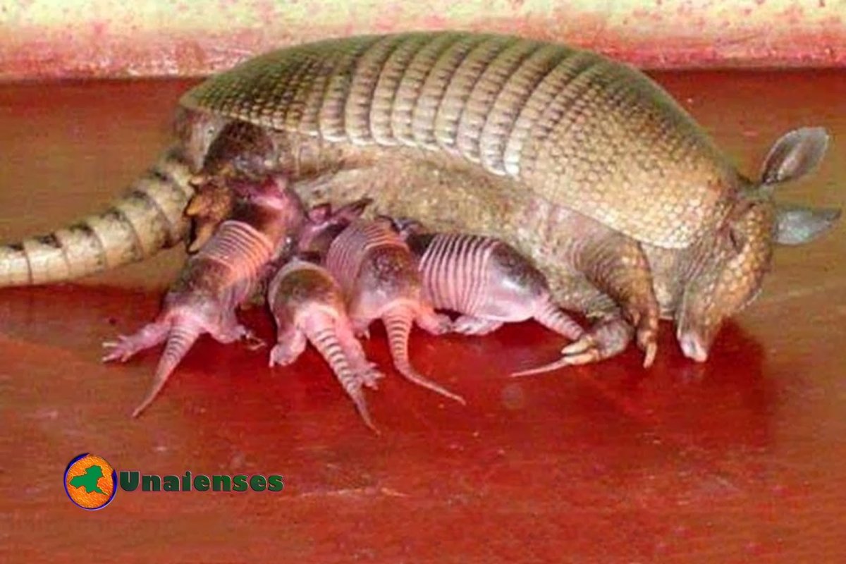 Chlamyphorus truncatus