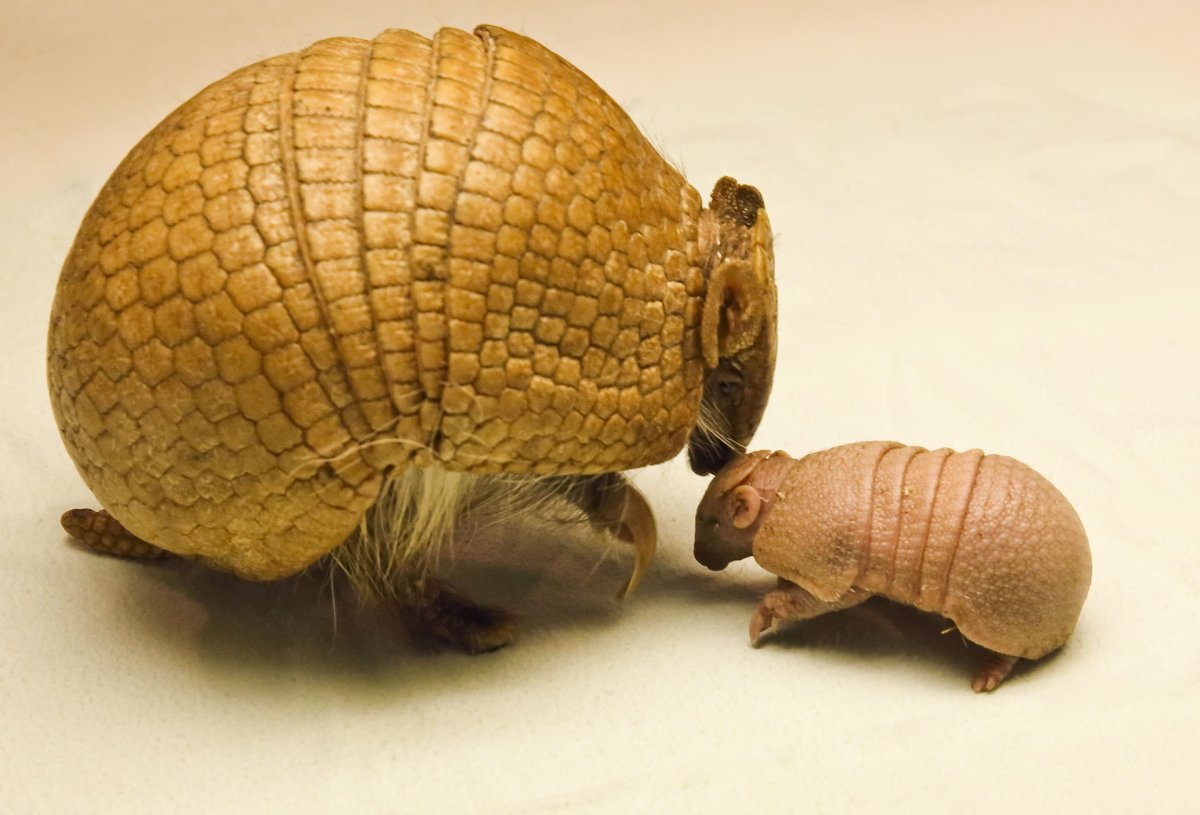 Трилобит мечехвост