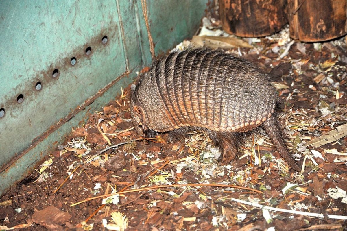 Ящерица малый поясохвост