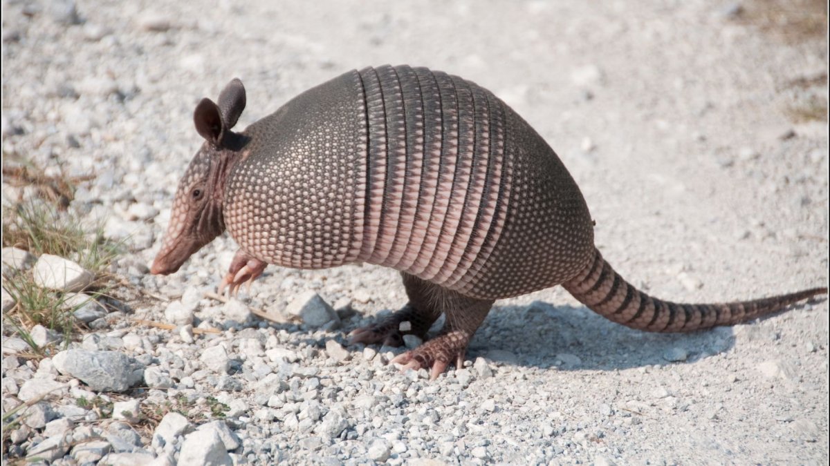 Армадилло броненосец