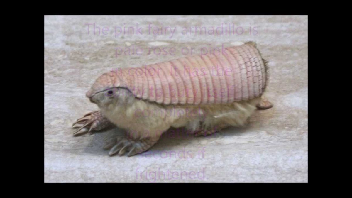 Армадилло броненосец пуленепробиваемый