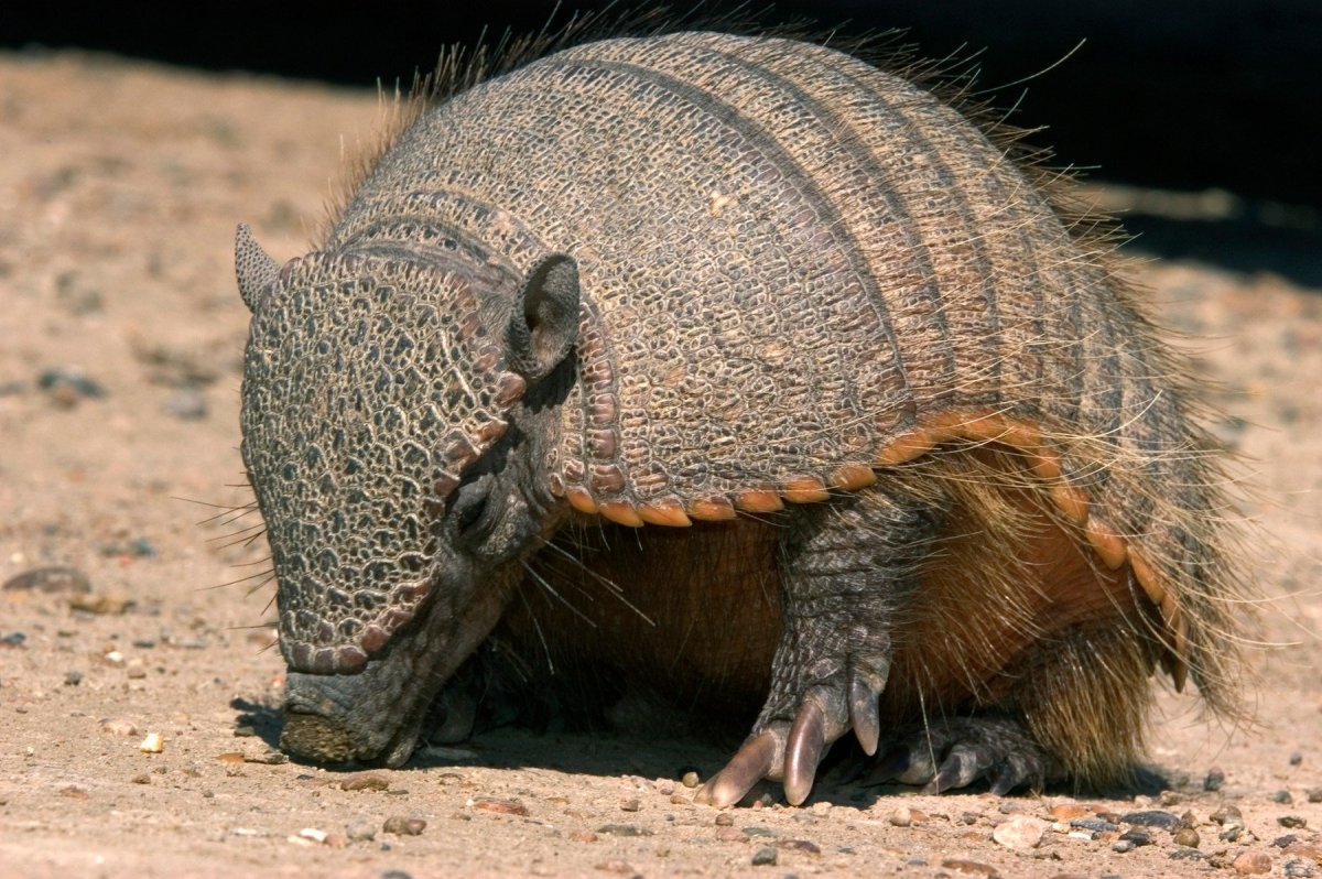 Армадилло броненосец