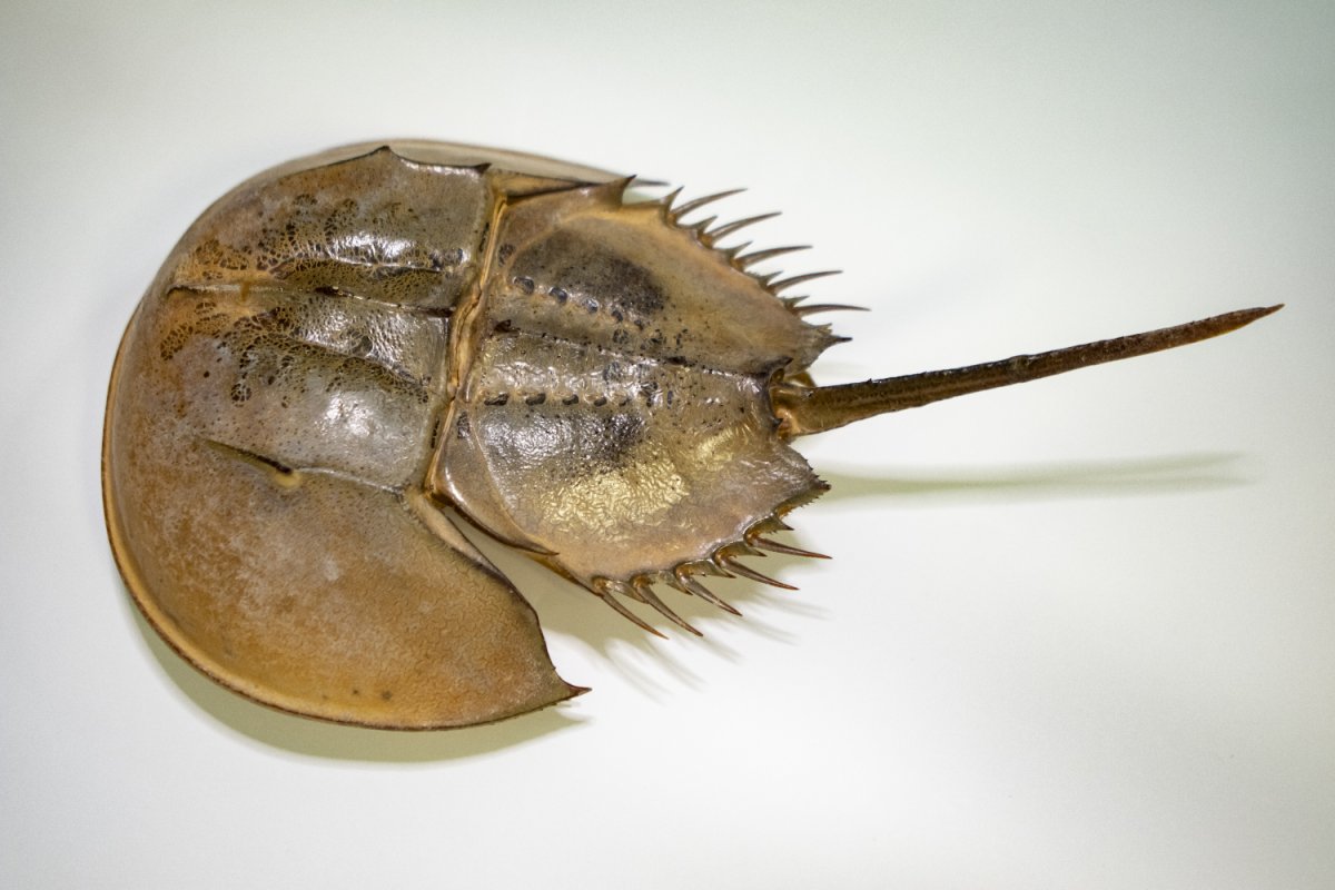 Панголин броненосец детеныш