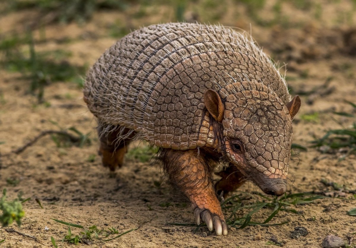 Щитоносный броненосец