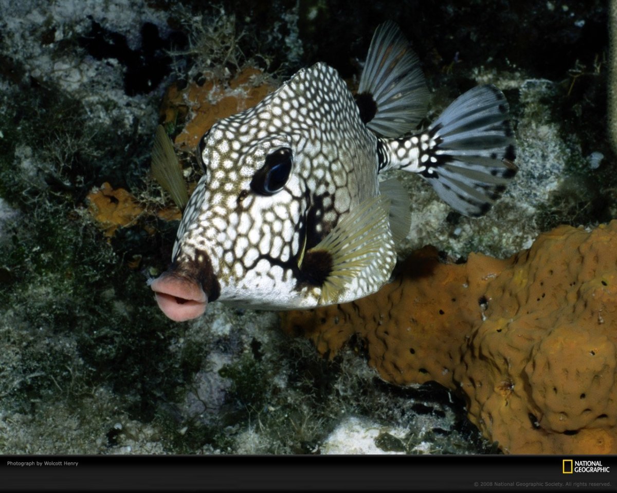 Семейство рыб Кузовковые