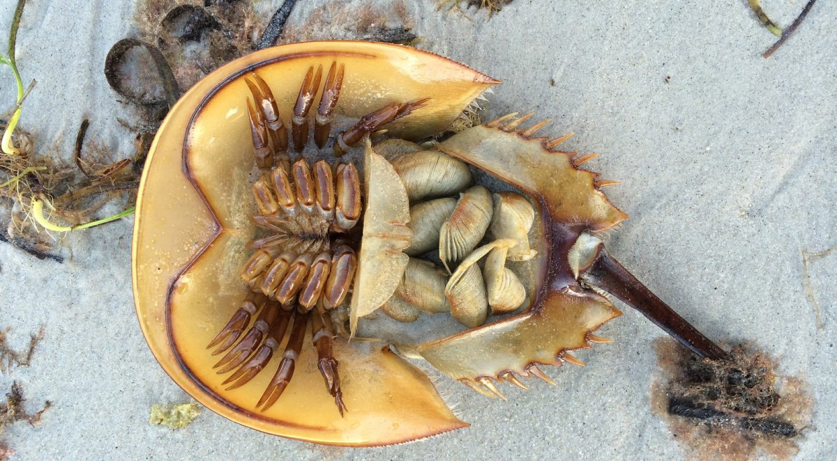 Армадилло поясохвост