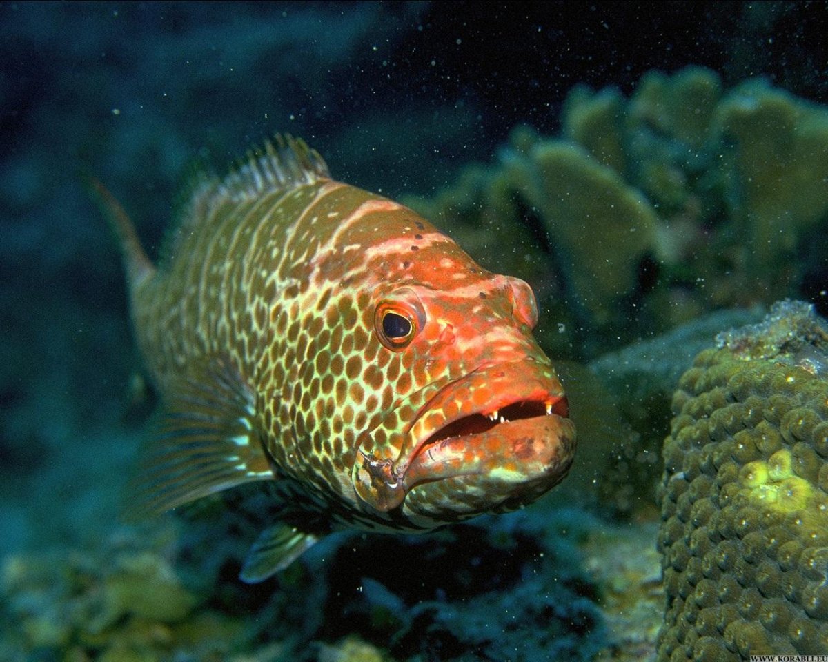 Оранжевополосый балистап