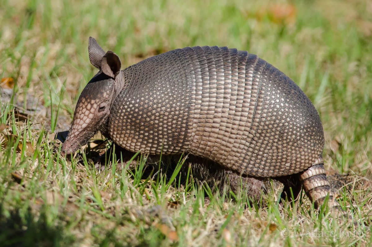 Chaetophractus villosus