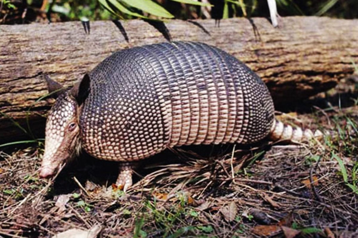 Плащеносный броненосец