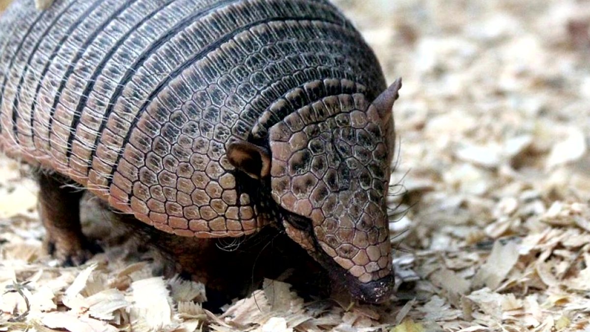 Длиннохвостый панголин