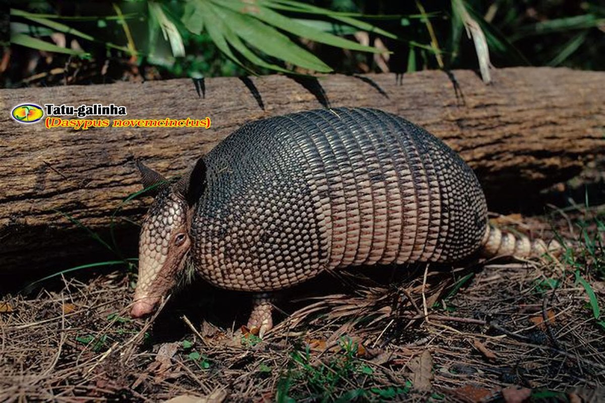 Древний гигантский броненосец