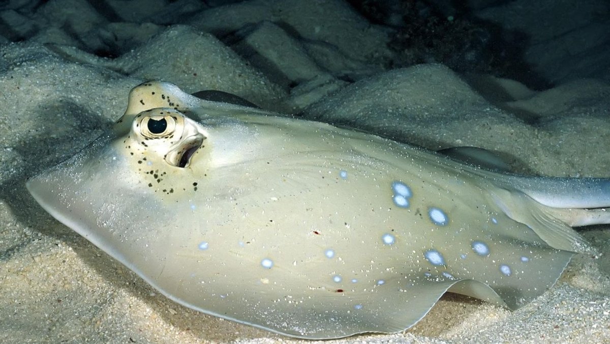 Морские донные обитатели