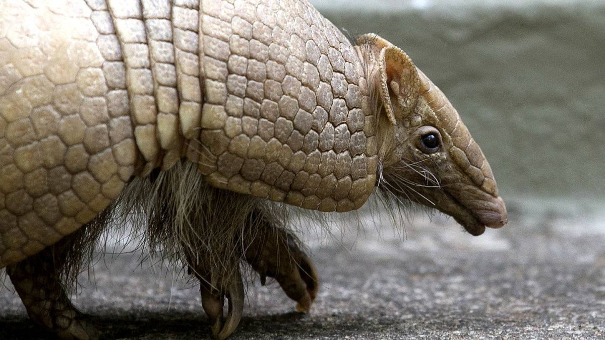 Армадилло броненосец