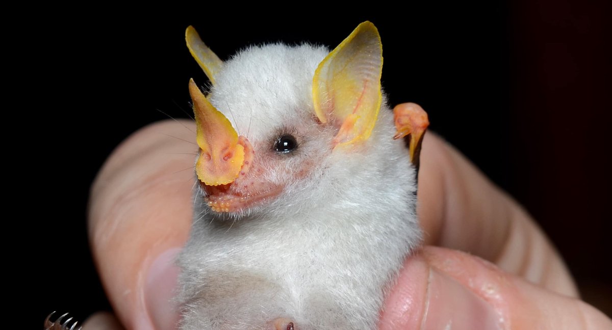 Листонос Строитель летучая