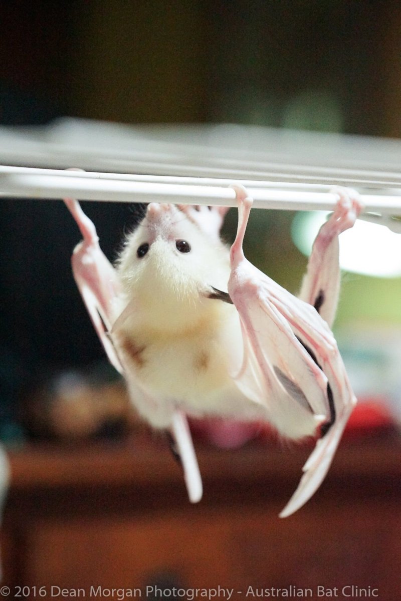 Листонос альбинос