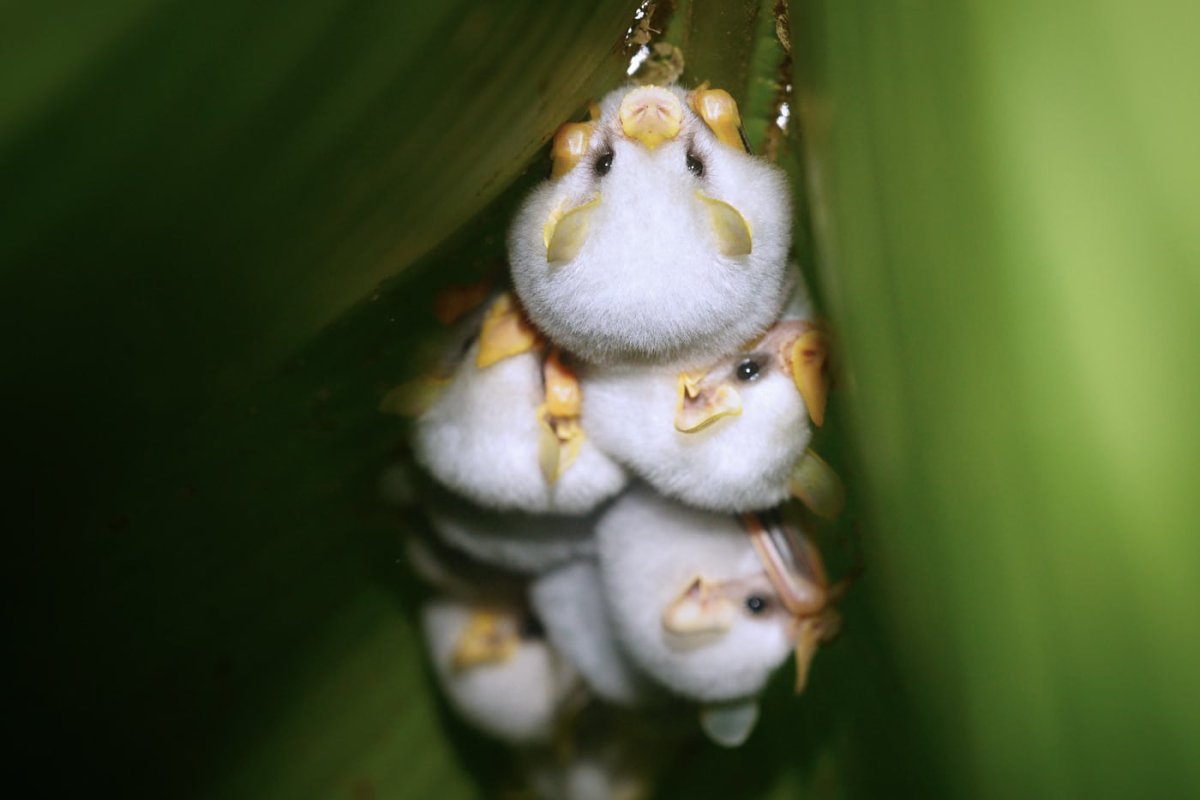 Белая летучая мышь милая