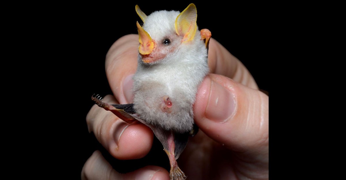 Летучая мышь листонос