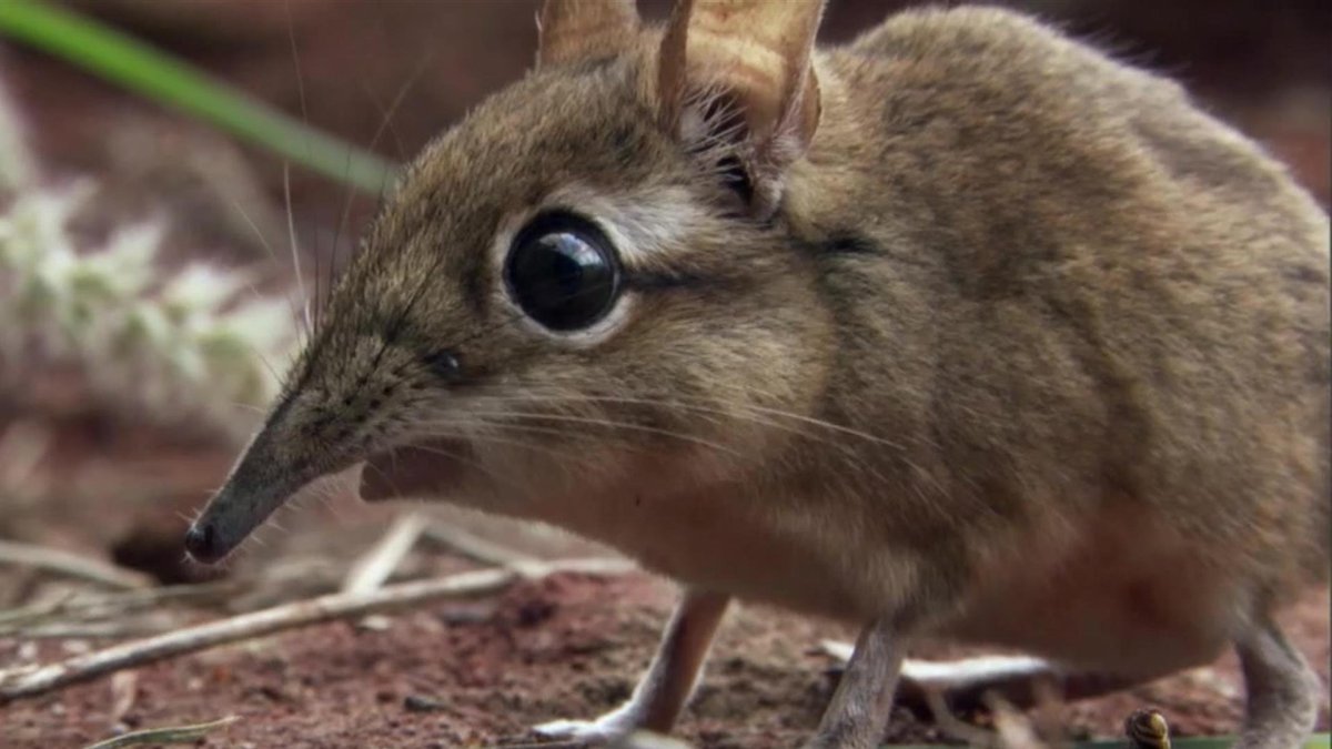 Прыгунчик слоновая землеройка