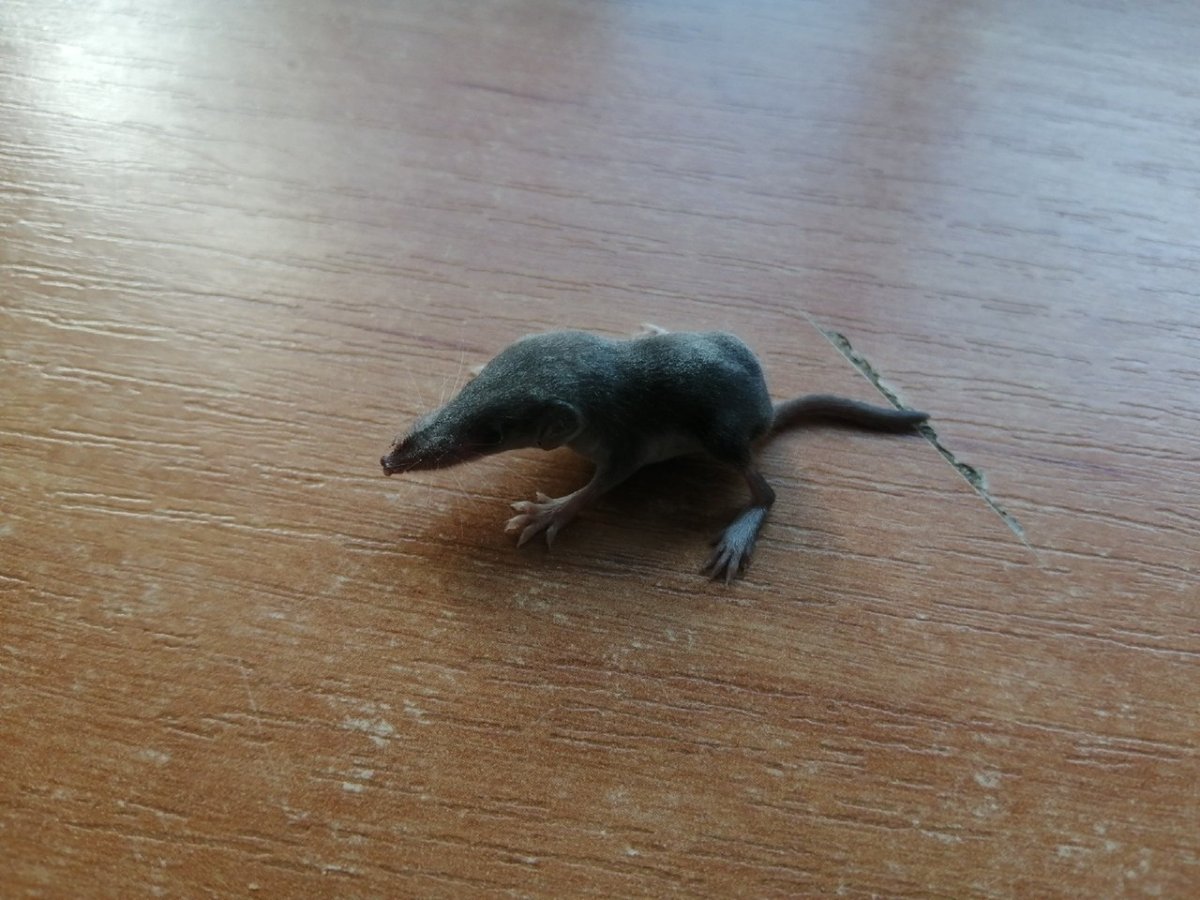 Мышь с длинным носиком