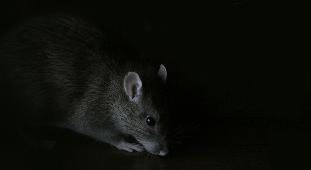 Крыса на черном фоне