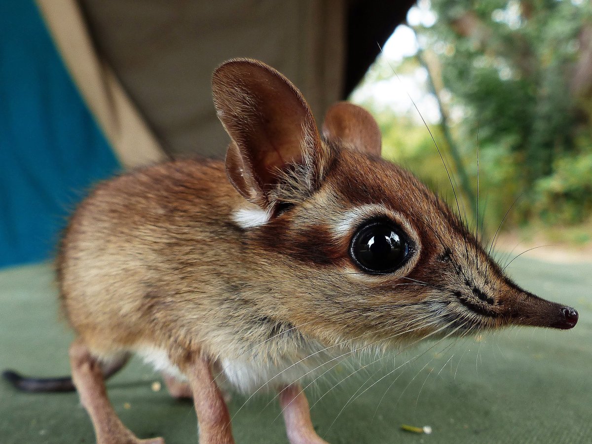 Длинноухий слоновый прыгунчик