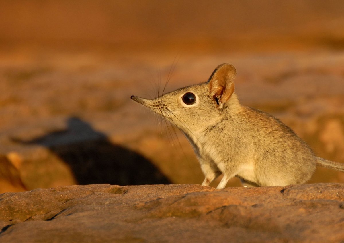 Длинноухий прыгунчик