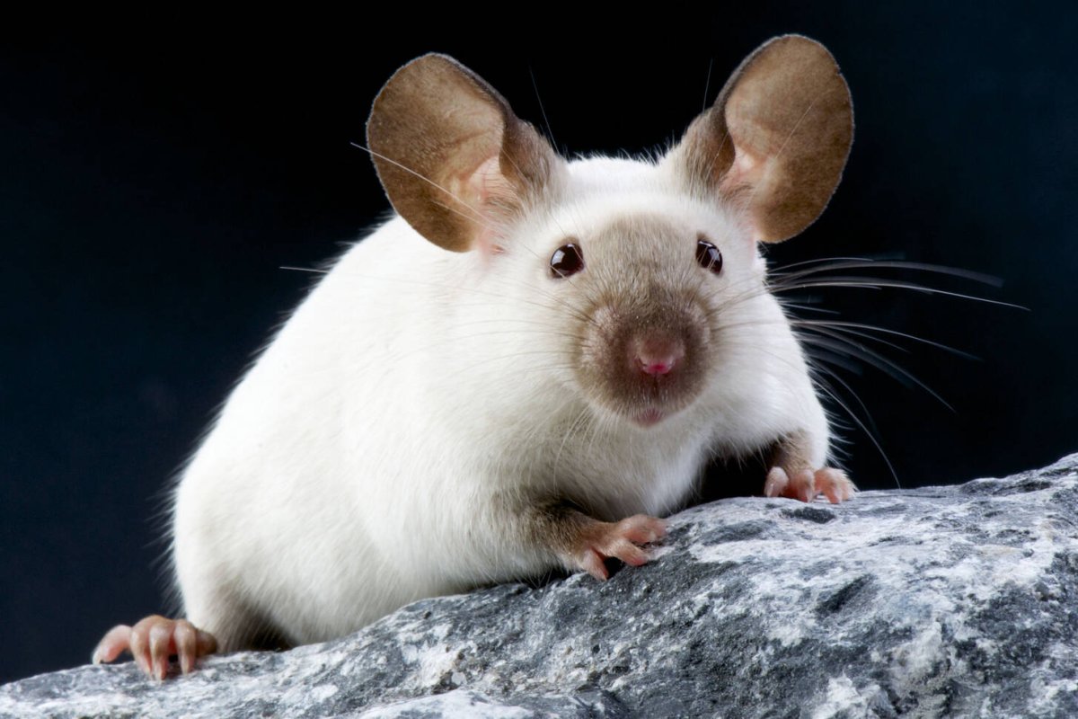 Крыса Сиамская с ушами Дамбо