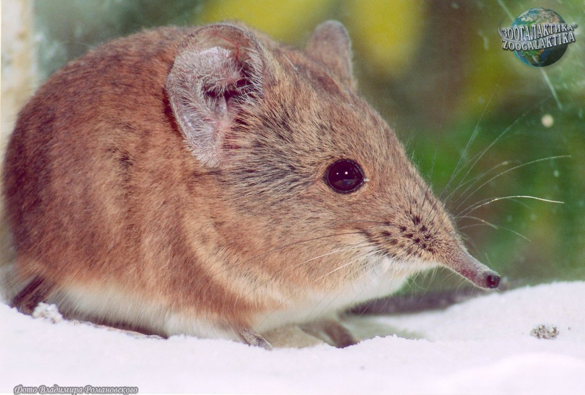 Кустарниковый прыгунчик