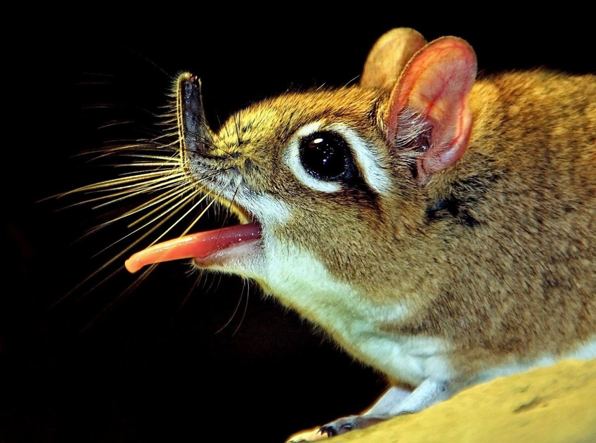 Североафриканский прыгунчик