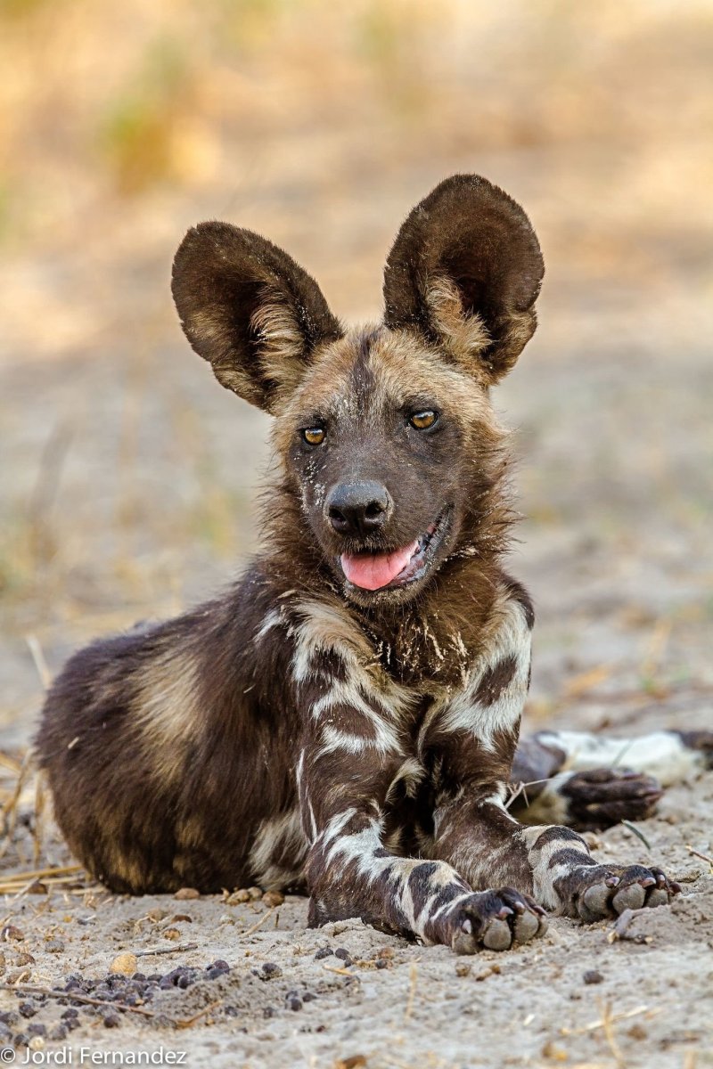 Африканская Гиеновидная собака