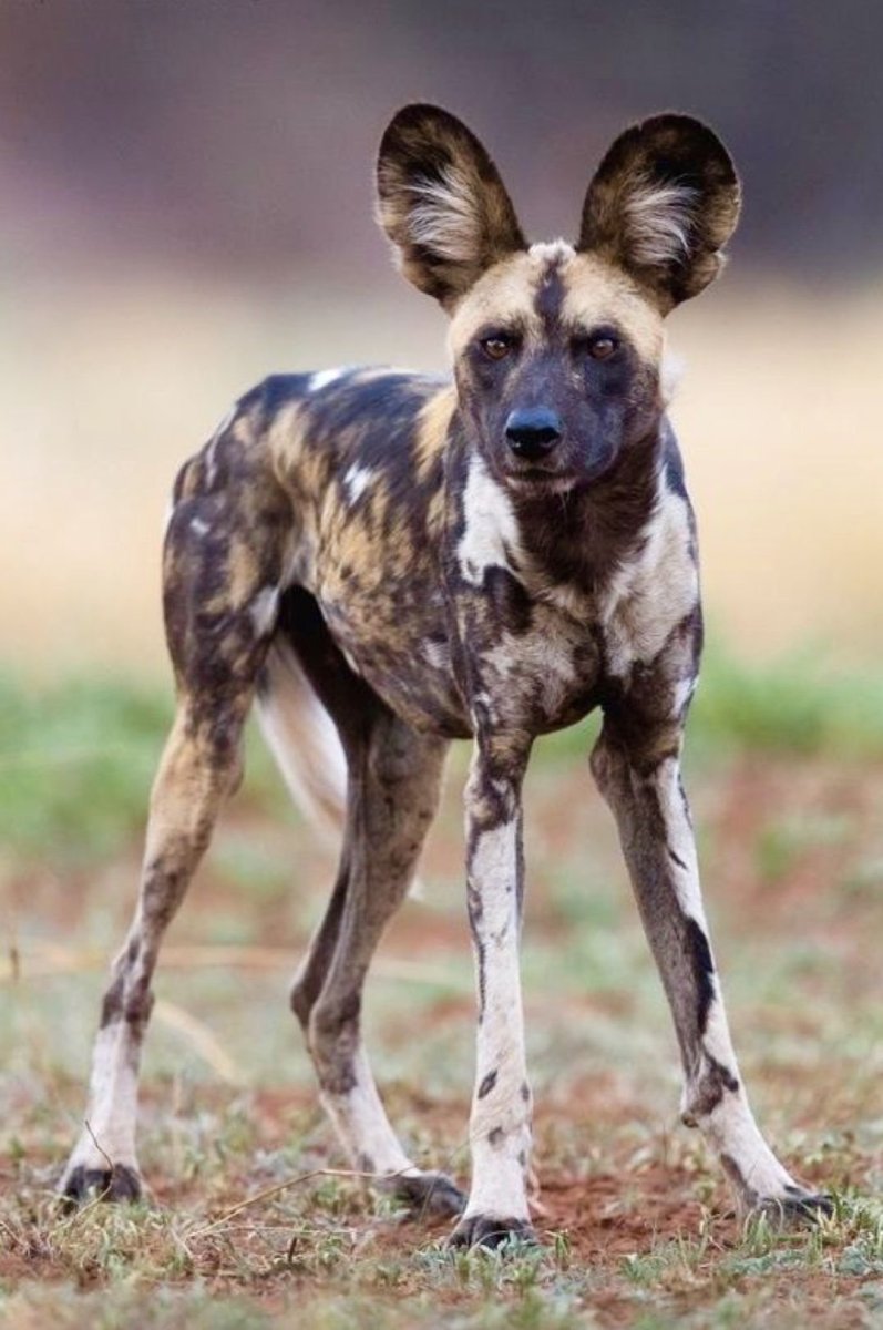 Гиеновые собаки Африки