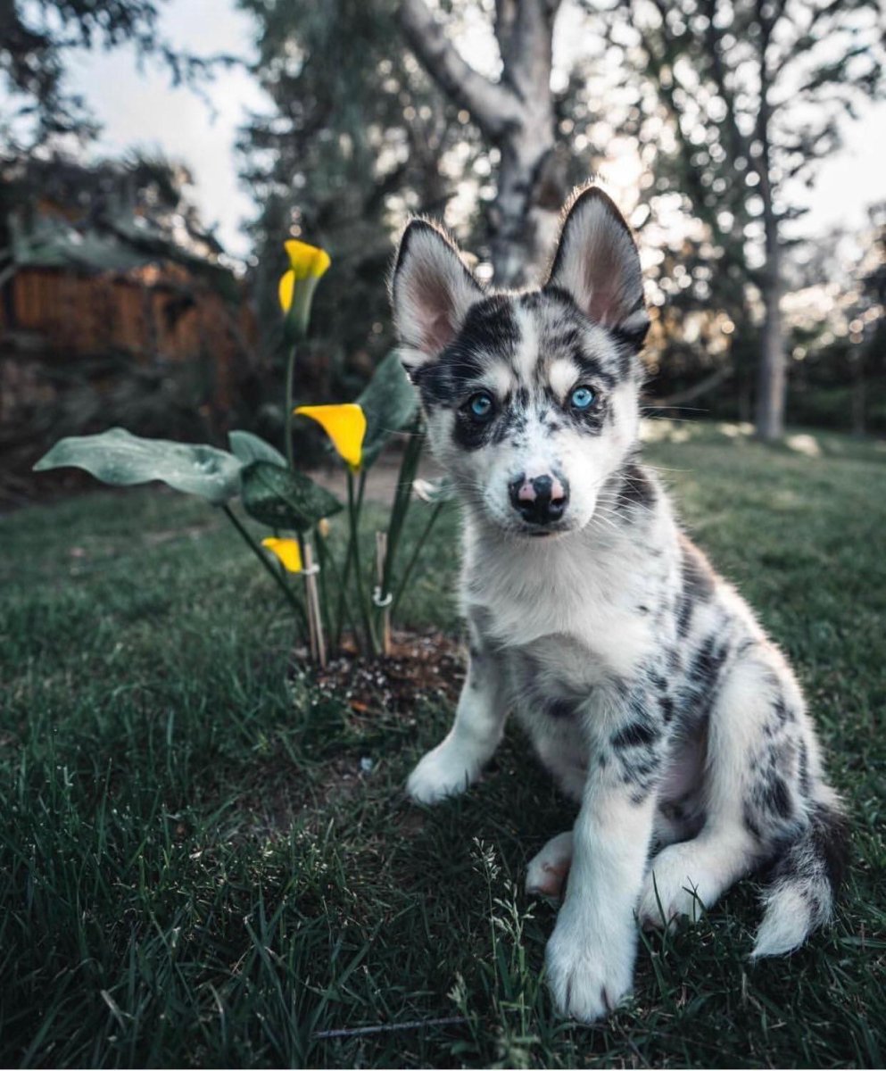 Редкие маленькие собаки