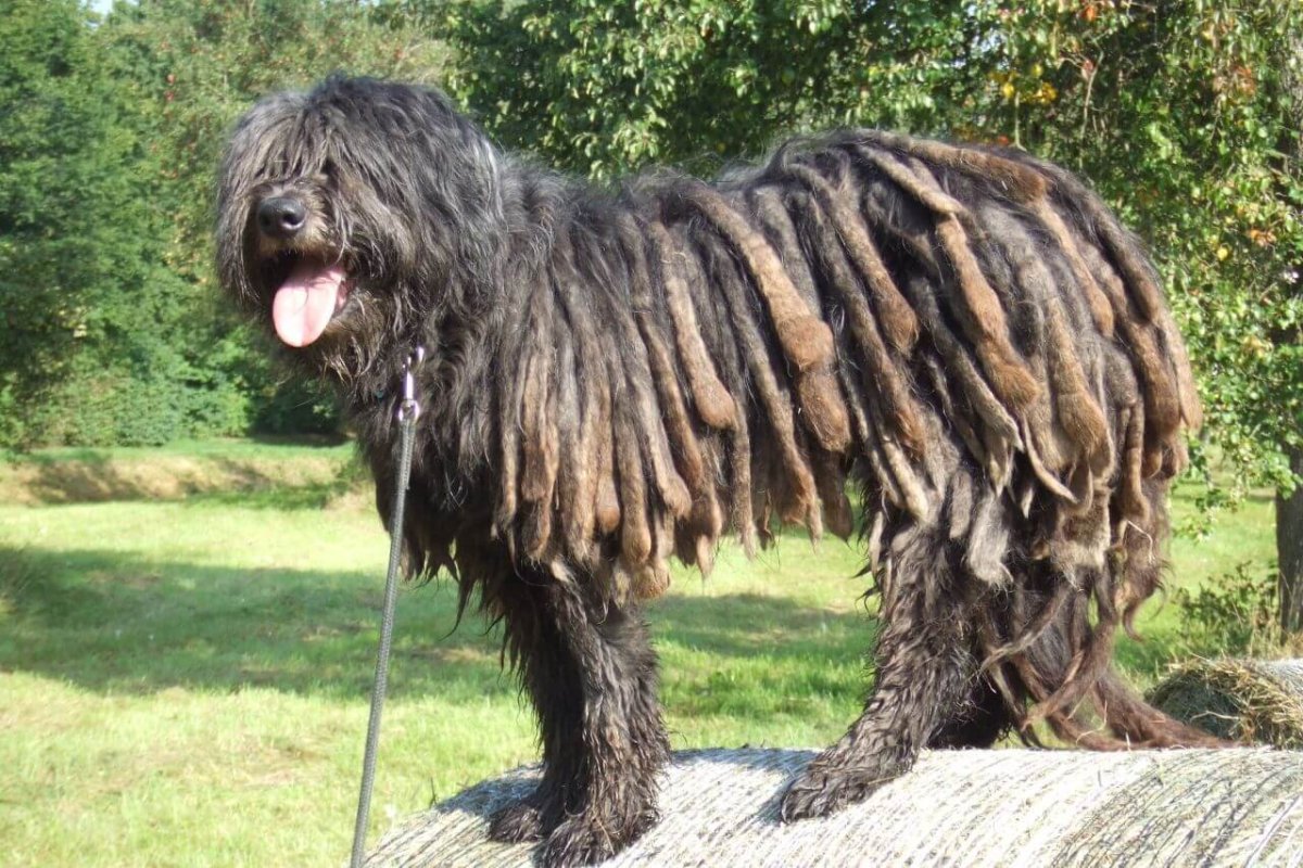 Бергамская овчарка Бергамаско