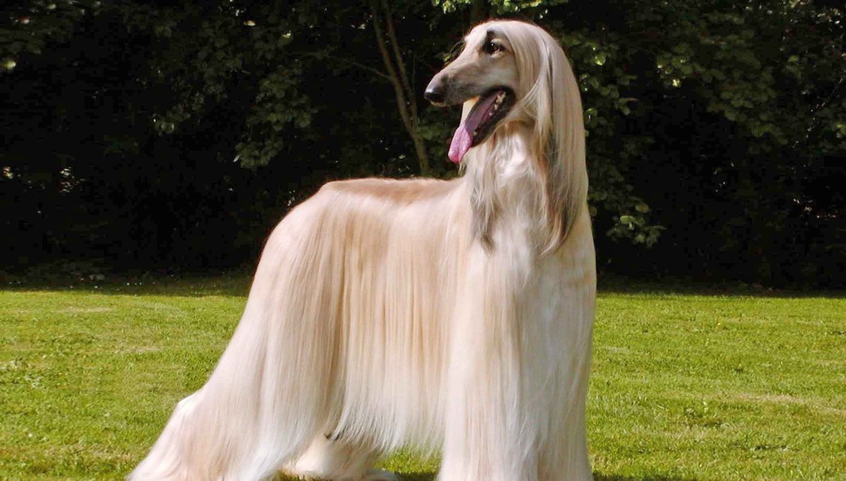 Афганская борзая Астон