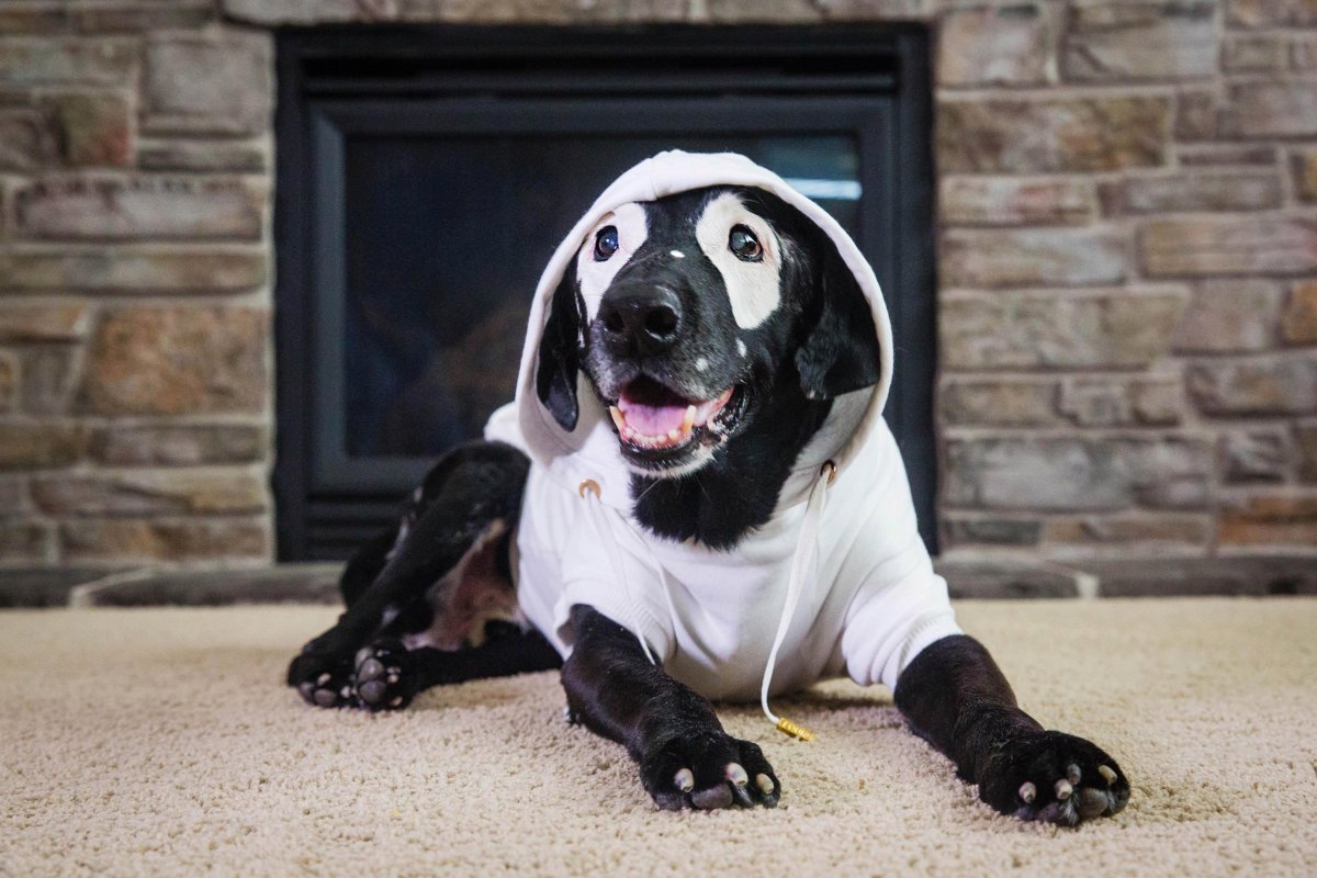 Собаки необычных пород